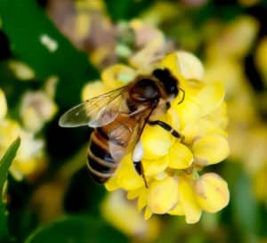 Bee on soft caress mahonia yellow bloom