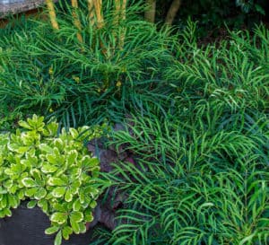 Soft Caress Mahonia garden bed accented with tiki torches and Mojo Pittosproum
