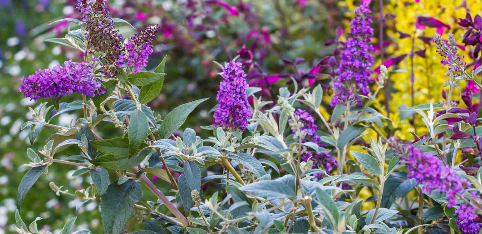 10 Plants for PoorlyDrained Soils