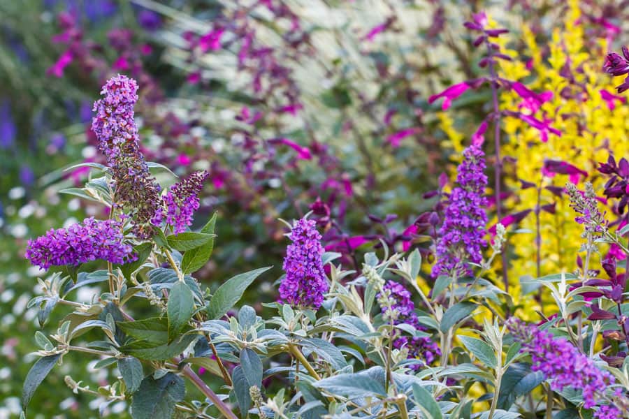 Ultra Violet Buddleia purple blooms in the garden