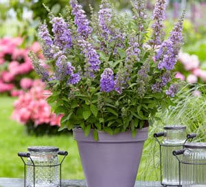 This long-blooming butterfly bush was bred for compact growth and draws butterflies in with double purple fragrant blooms spring through fall