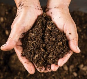Hands cupped and holding brown soil