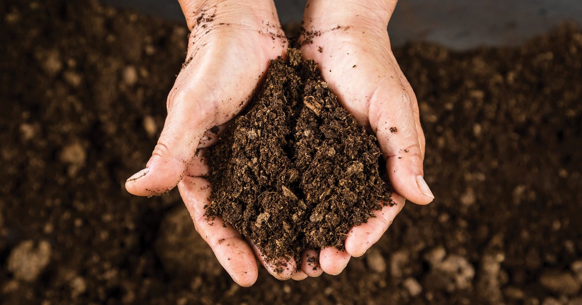 Hands cupped and holding brown soil