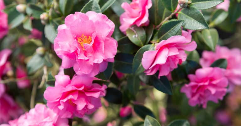 Cluster of Alabama Beauty blooms in medium-pink to red