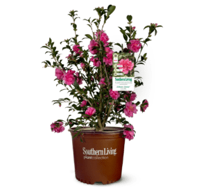 Alabama Beauty Camellia, bright pink camellia with dark green leaves in Southern Living Plant Collection brown pot