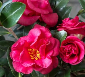 Close-up on informal double red blooms with yellow centers of Bella Rouge Camellia