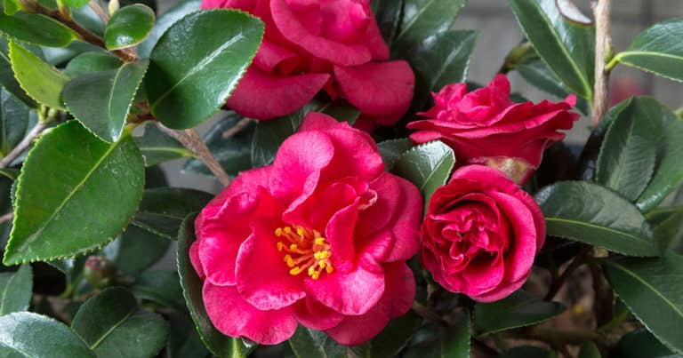 Bella Rouge™ Camellia