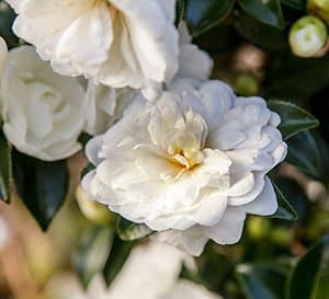 Petite informal white Bride October Magic Camellia