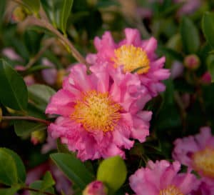 Bright pink highly ruffled petals with large yellow centers of Carpet October Magic Camellia