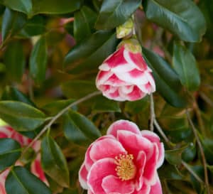Variegated Christmas Carol Camellia blossoms are red with large white edges