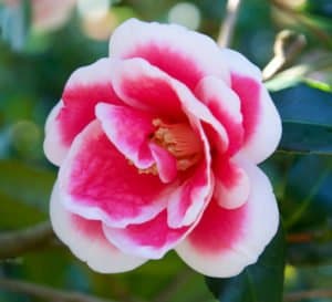 Variegated Christmas Carol Camellia blossoms are red with large white edges