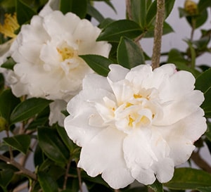 Close-up on informal double white blooms with yellow centers of Diana Camellia