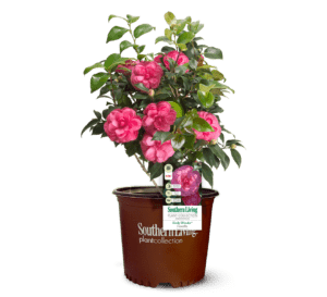 Early Wonder Camellia, bubble gum pink camellia with dark green leaves in Southern Living Plant Collection brown pot