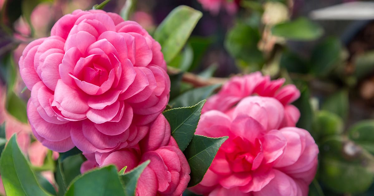 Beautiful hot pink, formal double blooms of Early Wonder Camellia