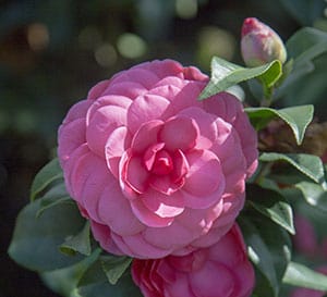 Large, formal, pink Camellia blooms of Early Wonder Camellia