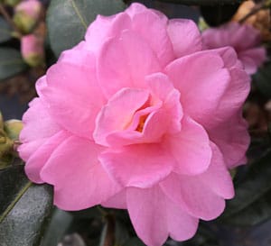 This new camellia truly is a dream! It blooms bountiful amounts of rose form pink blooms, sometimes up to 12 blooms per branch tip. With an upright, dense habit, Fall Fantasy is an ideal screen