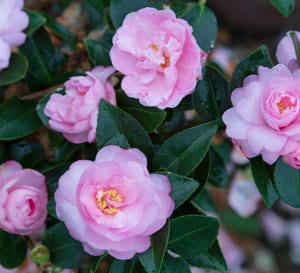 A new light pink Shi Shi Gashira bloom with the same low, spreading habit and deep green glossy foliage. The semi-double blooms with yellow centers arrive in October and bloom into December