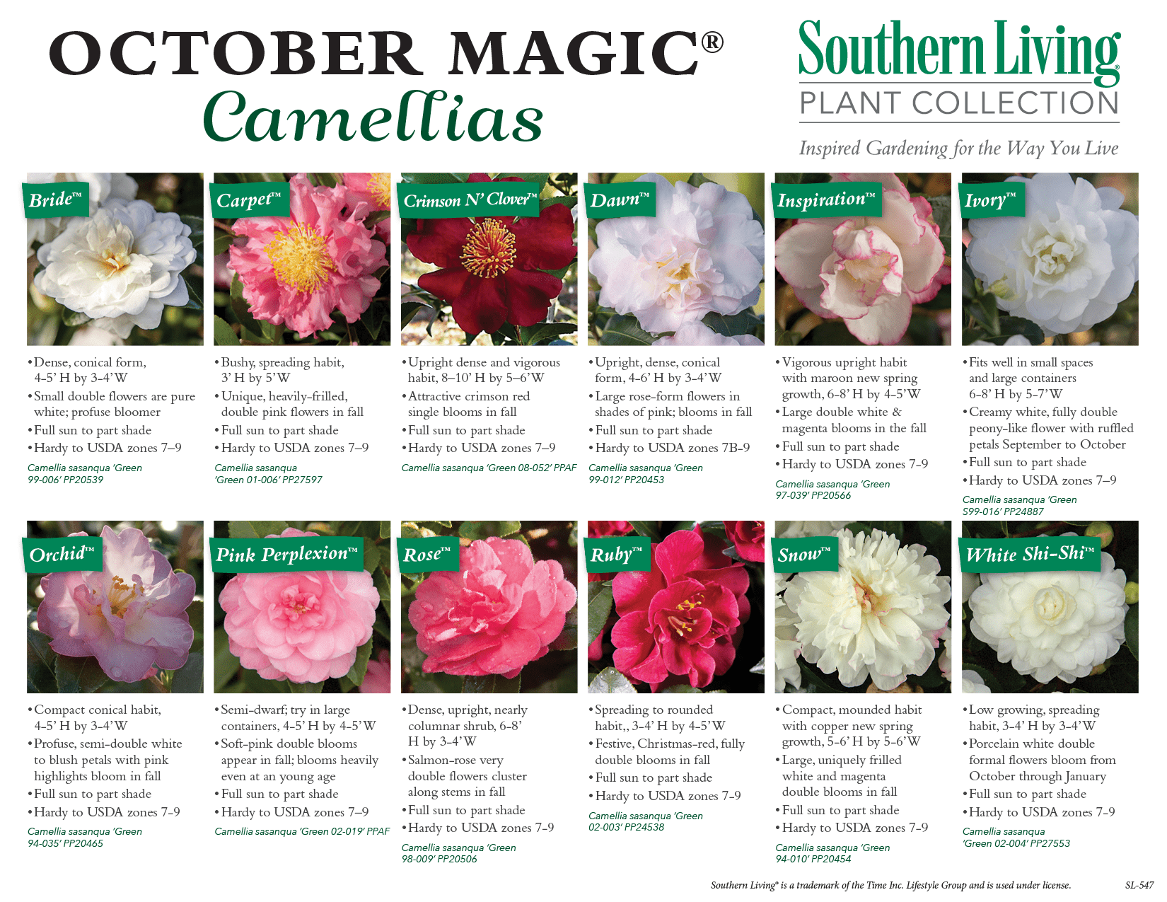 chart of Southern Living Camelia varieties