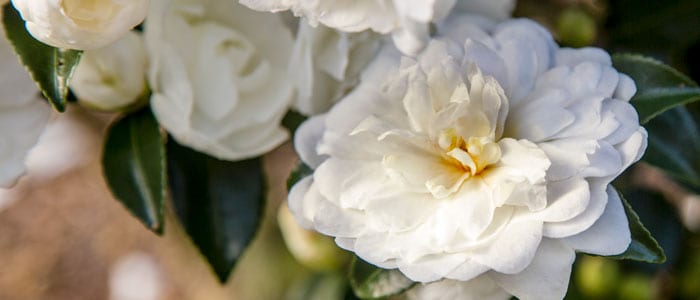 Petite informal white Bride October Magic Camellia