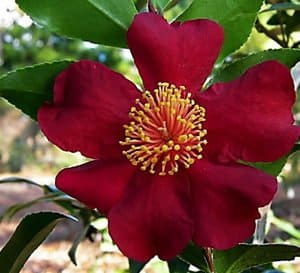 Large single red blooms with yellow centers of Crimson N Clover Camellia