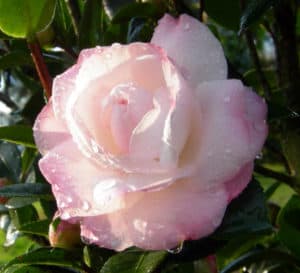 Exquisite rose-form blush colored Camellia blossom of Dawn October Magic