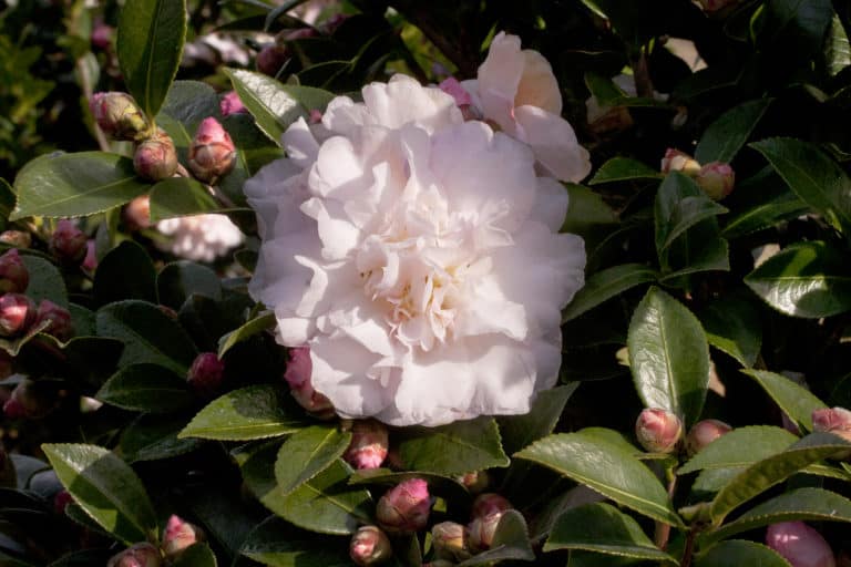 Exquisite rose-form blush colored Camellia blossom of Dawn October Magic