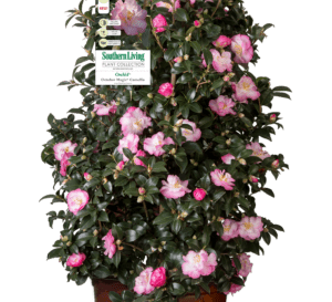 Soft pink informal Camellia bloom with yellow center and pink margins on the petals; Inspiration October Magic Camellia in brown Southern Living Plant Collection Pot