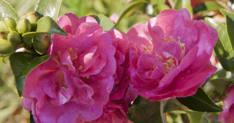 October Magic Rose Camellia red blooms with yellow centers