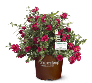 October Magic Ruby Camellia in brown Southern Living Pot