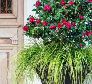 Beautiful dark urn container with red blooming Ruby Camellia and Everillo Carex