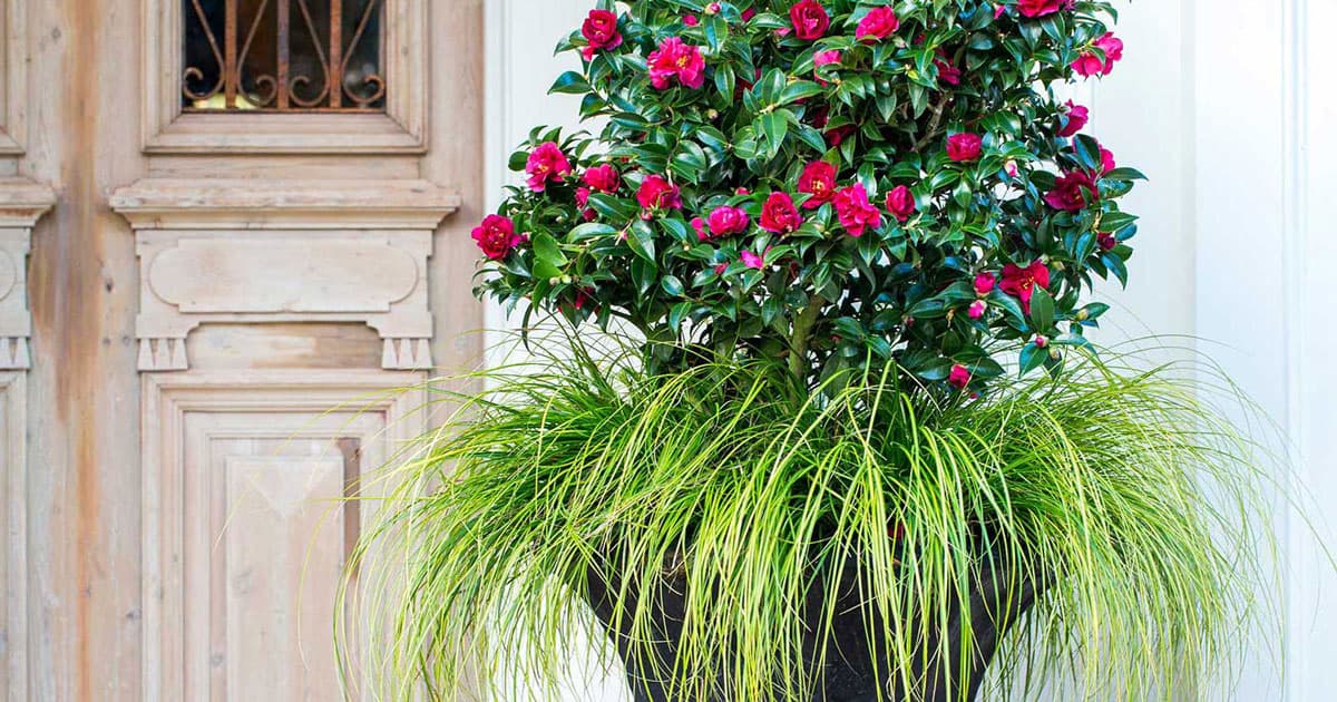 Beautiful dark urn container with red blooming Ruby Camellia and Everillo Carex