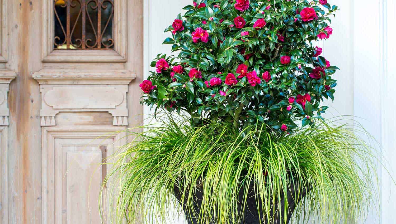 October Magic Ruby Camellia, dark rich red camellia on green leaves with Eversheen in a black ornate pot