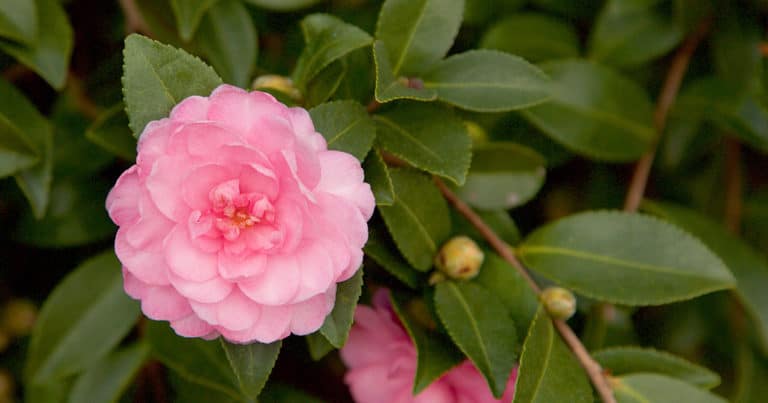 Light pink petite layered formal blooms of Pink Perplexion October Magic Camellia
