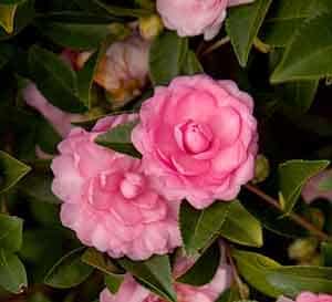 Light pink petite layered formal blooms of Pink Perplexion October Magic Camellia
