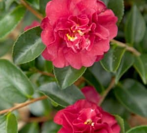October Magic Ruby Camellia, dark rich red camellia on green leaves