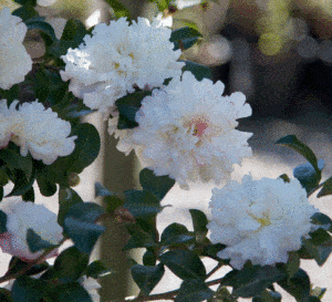 Blooming Camellia shrub loaded with ruffled white formal blooms