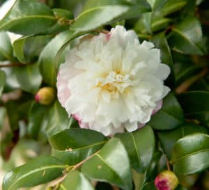 October Magic Camellia Snow, white flower with light pink trimmed ruffled edges