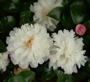 October Magic Camellia Snow, white flower with light pink trimmed ruffled edges
