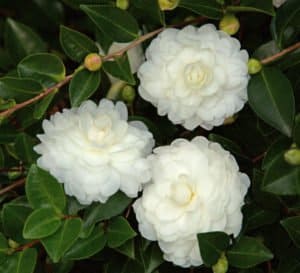 A cluster of 3 White Shi Shi Camellia blooms and buds against the shrubs dark green foliage