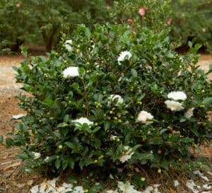 October Magic White Shi-Shi, bright white camellia