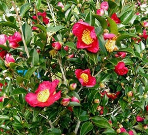 Blooming Yuletide Camellia shrub shows red single blooms with large yellow centers