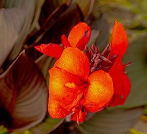 Canna Cannova ‘Bronze Scarlet’ Lily, bright orange with a yellow tint against dark evergreen leaves