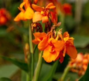 Canna Cannova Orange Shades Lily, bright orange with a yellow tint against dark evergreen leaves