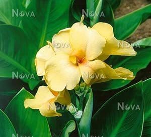 Canna Lily Primrose Yellow, bright yellow flowers with dark green leaves