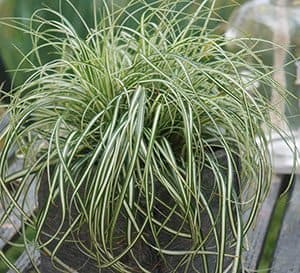 Everlite Carex grasy green and white variegated folaige in a container