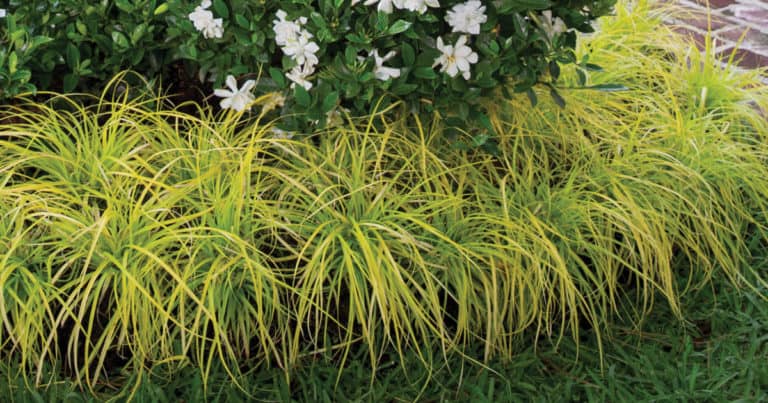 Bright yellow grassy foliage of Everillo Carex against bright green lawn and Jubilation Gardenia shrub