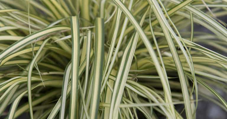 Green leaves with a gold, central band form a fountain of evergreen foliage on this superb groundcover and container plant