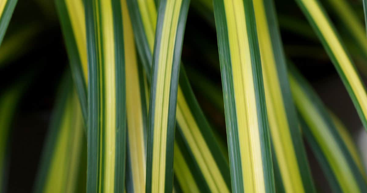 Close-up on Eversheen Carex grass-like variegated green and yellow foliage