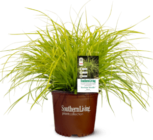 Evercolor Everillo Carex in Southern Living Plant Collection brown pot