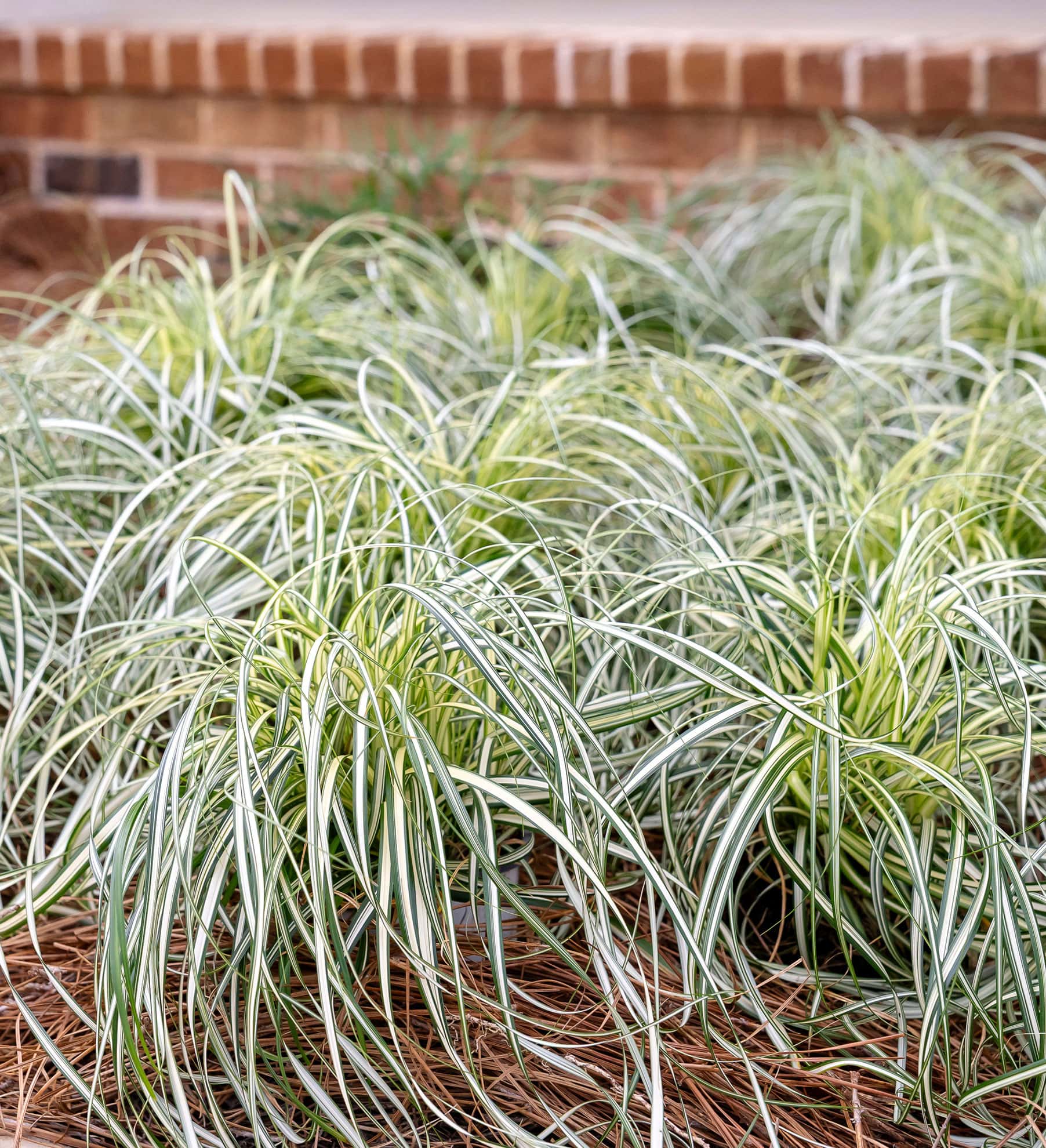 Variegated carex grass with arching green and white striped foliage growing in dense clumps along a brick wall in a shaded garden bed.